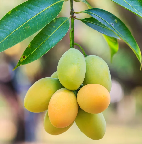 Mayongchid δαμάσκηνο Maprang Marian και δαμάσκηνο Mango — Φωτογραφία Αρχείου