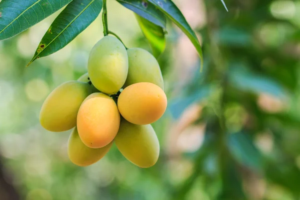 Mayongchid Maprang Mariano Ciruela y Ciruela Mango — Foto de Stock