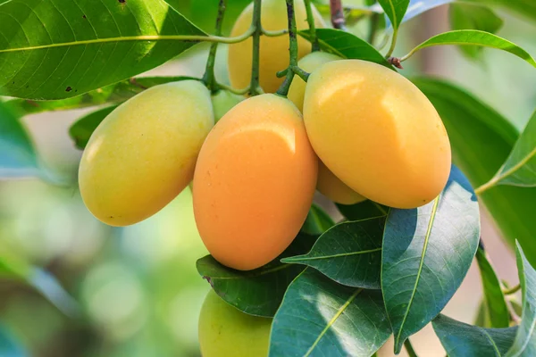 Mayongchid δαμάσκηνο Maprang Marian και δαμάσκηνο Mango — Φωτογραφία Αρχείου