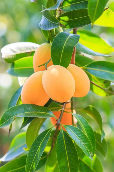 Mayongchid δαμάσκηνο Maprang Marian και δαμάσκηνο Mango — Φωτογραφία Αρχείου