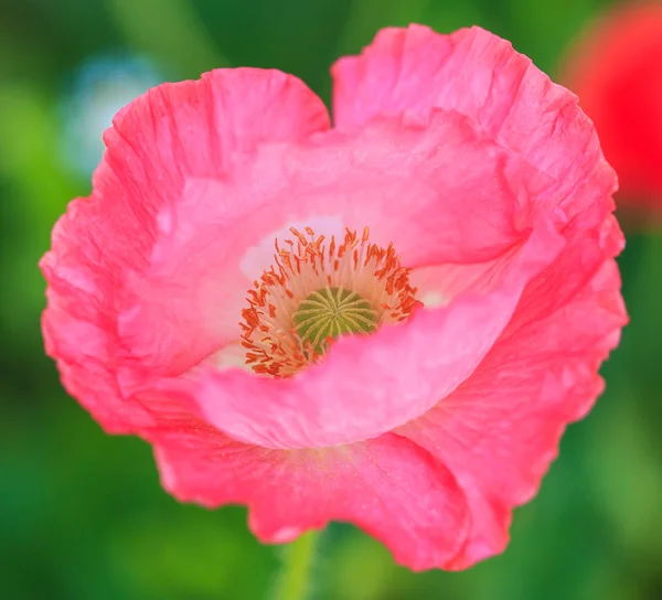 Poppies fundo — Fotografia de Stock