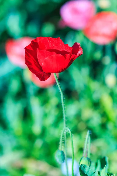 Poppies background — Stock Photo, Image