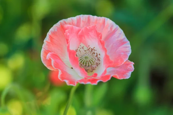 Poppies arka plan — Stok fotoğraf