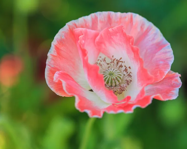 Poppies arka plan — Stok fotoğraf