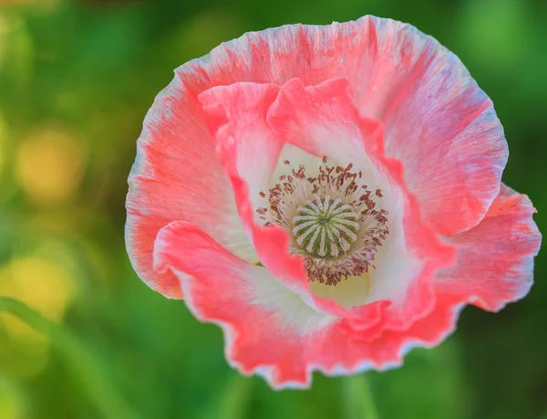 Latar belakang poppies — Stok Foto