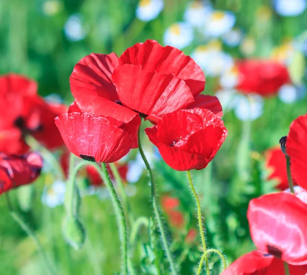 Fondo de amapolas — Foto de Stock