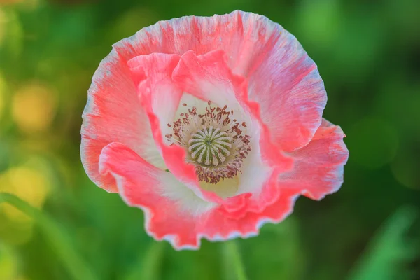 Poppies fundo — Fotografia de Stock