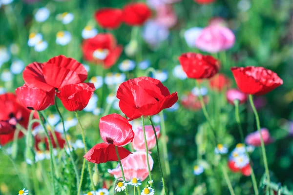 Poppies arka plan — Stok fotoğraf