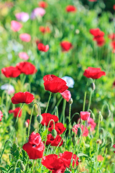 Poppies arka plan — Stok fotoğraf