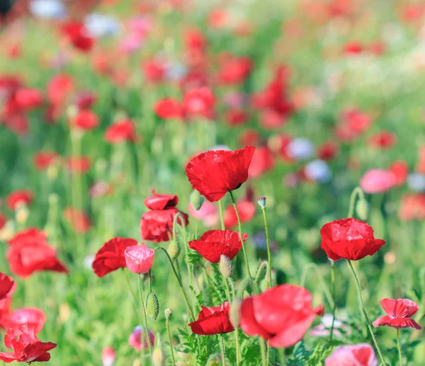 Poppies arka plan — Stok fotoğraf