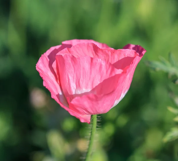 Poppies background — Stock Photo, Image