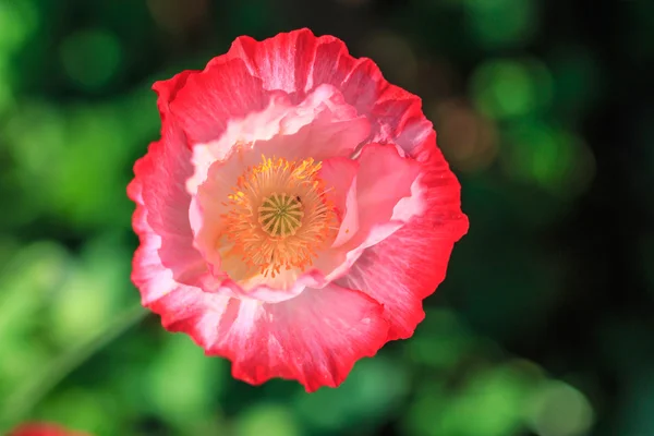 Poppies background — Stock Photo, Image