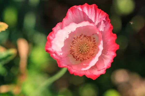 Hintergrund Mohn — Stockfoto