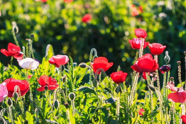 Poppies background — Stock Photo, Image