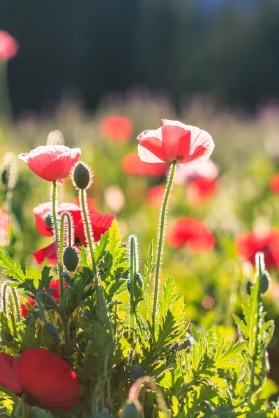 Poppies fundo — Fotografia de Stock