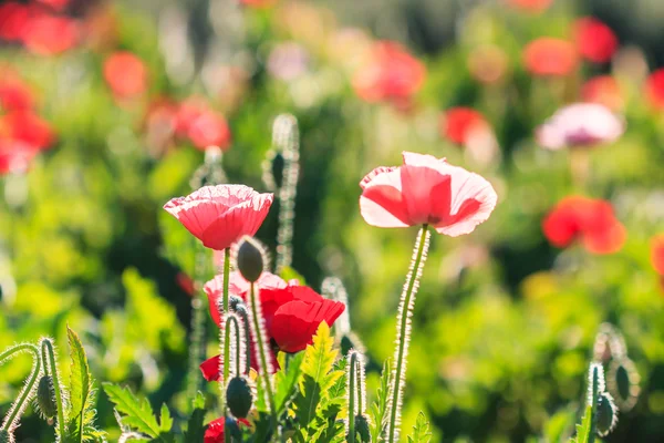Poppies background — Stock Photo, Image