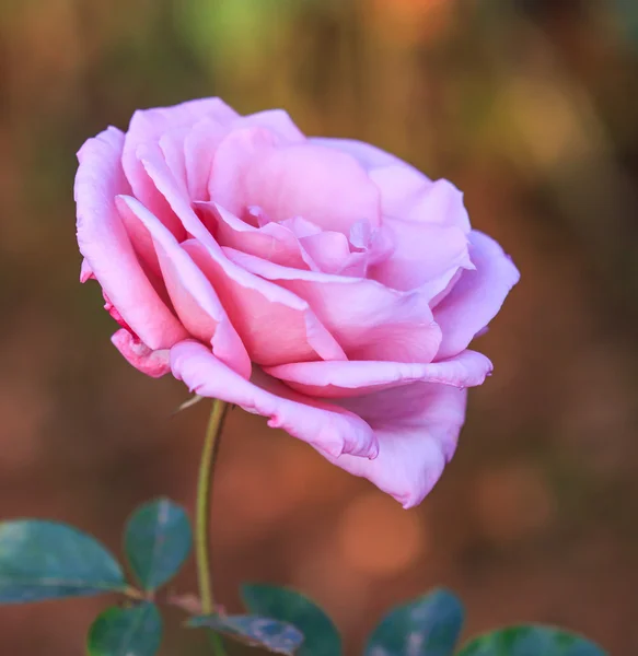 Pembe Gül — Stok fotoğraf