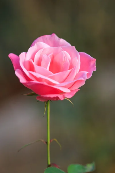 Pink rose — Stock Photo, Image