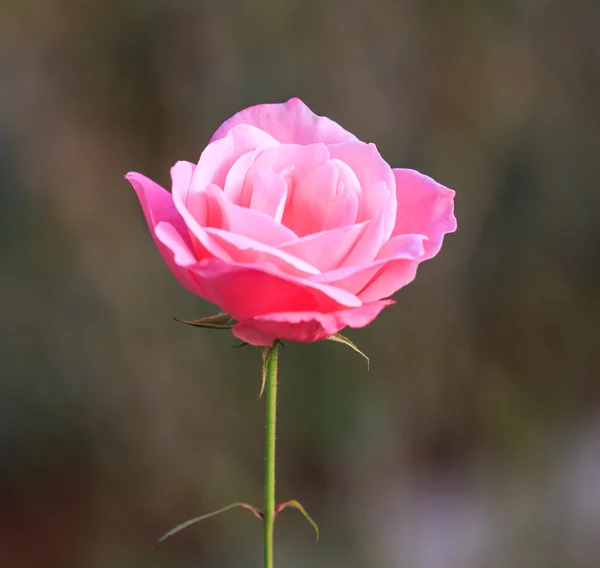 Rosa Rose — Stockfoto