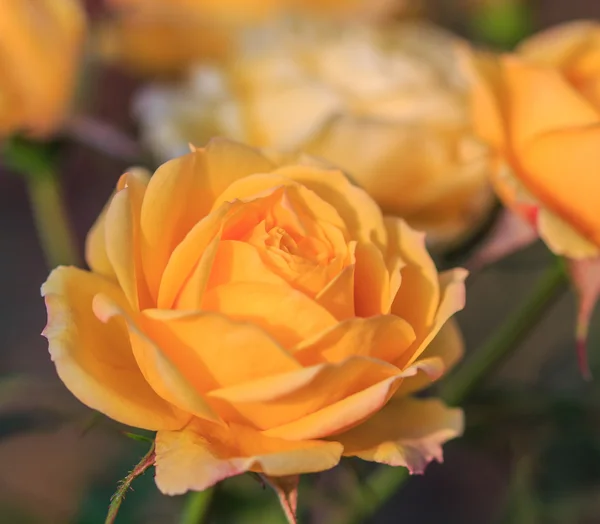 Yellow roses — Stock Photo, Image