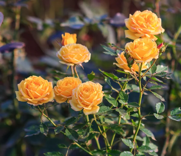 Yellow roses — Stock Photo, Image