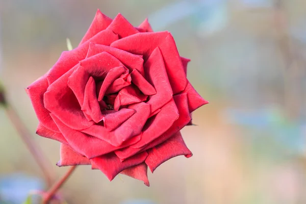 Red rose — Stock Photo, Image