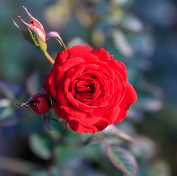 Red rose — Stock Photo, Image