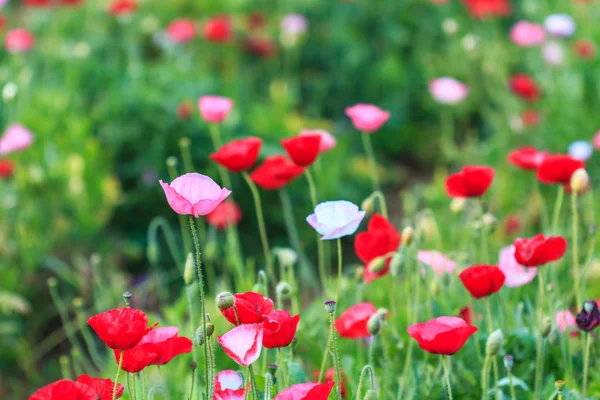 Poppies arka plan — Stok fotoğraf