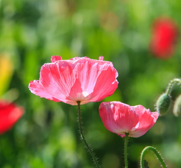 Poppies background — Stock Photo, Image