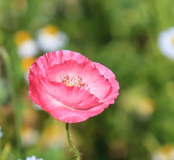 Poppies arka plan — Stok fotoğraf