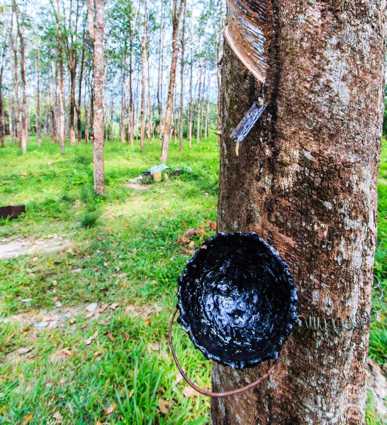 Batendo látex de uma árvore de borracha — Fotografia de Stock