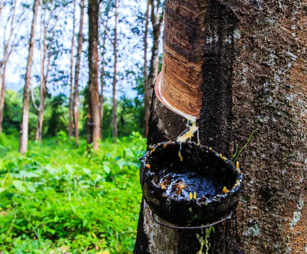 Tocar látex de un árbol de goma —  Fotos de Stock