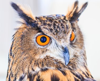 Kartal baykuş (Avrasya kartal baykuş)