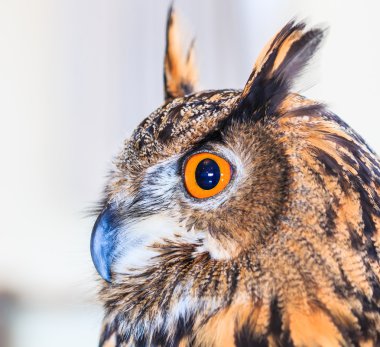 Kartal baykuş (Avrasya kartal baykuş)