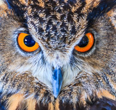 Kartal baykuş (Avrasya kartal baykuş)