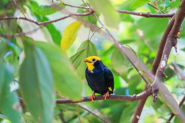 ortak hill myna kuş
