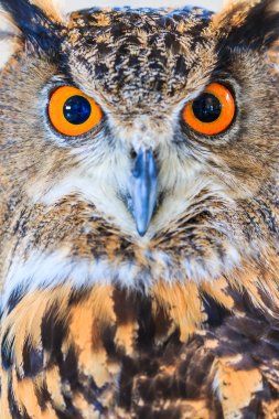 Kartal baykuş (Avrasya kartal baykuş)