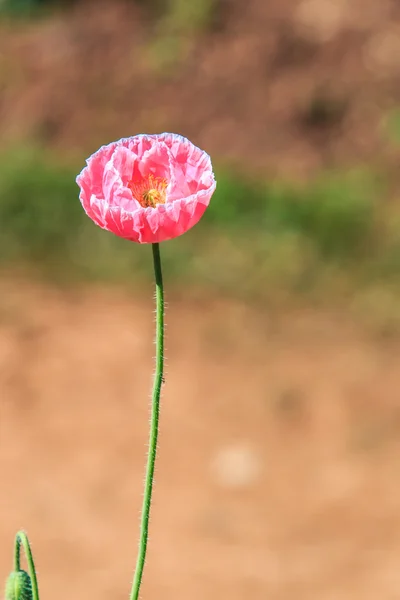Poppies fundo — Fotografia de Stock