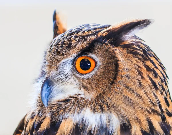 Örn uggla — Stockfoto