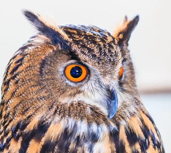 Eagle owl — Stock fotografie