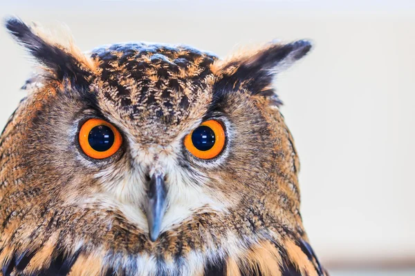 Eagle Owl — Stock Photo, Image