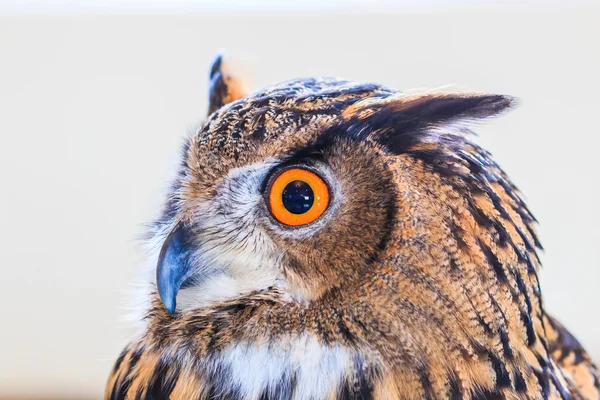 Eagle owl — Stock fotografie