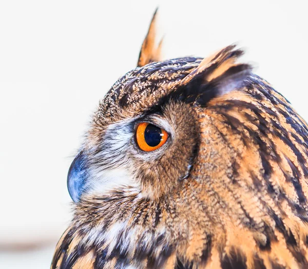 Eagle owl — Stock fotografie