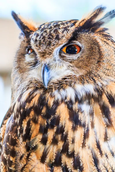 Eagle Owl (eagle Kulíšek) — Stock fotografie