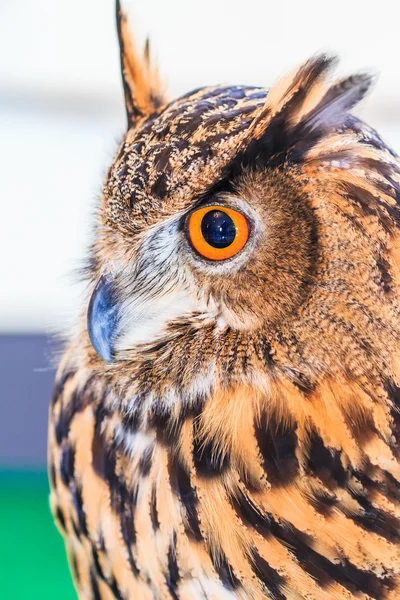 Eagle Owl (Eurasian eagle owl) — Stock Photo, Image