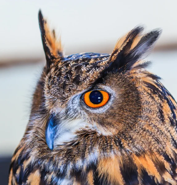 Berguv (eurasiska berguv) — Stockfoto