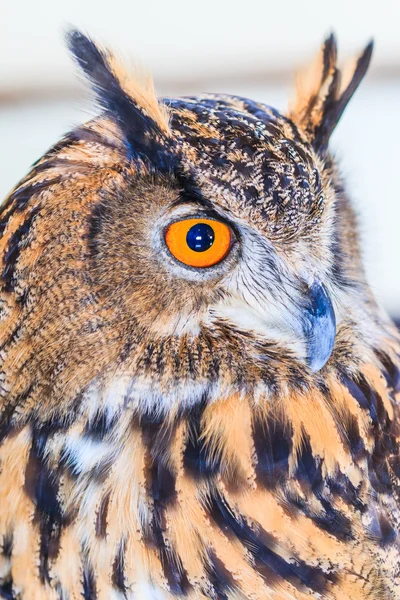 Coruja de águia (Coruja de águia eurasiática ) — Fotografia de Stock