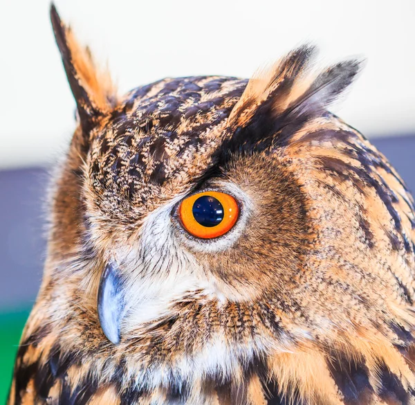 Eagle Owl (Eurasian eagle owl) — Stock Photo, Image