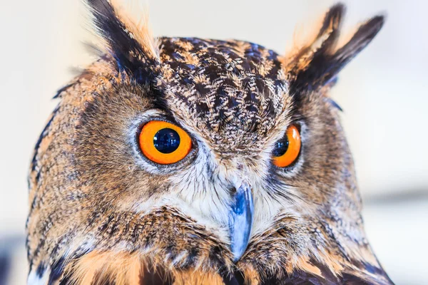 Eagle Owl (Eurasian eagle owl) — Stock Photo, Image