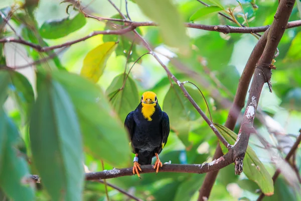 Colina común myna ave — Foto de Stock